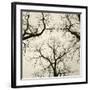 Tree Study V-Michael Kahn-Framed Giclee Print