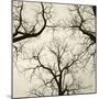 Tree Study V-Michael Kahn-Mounted Giclee Print