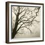 Tree Study VI-Michael Kahn-Framed Giclee Print