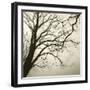 Tree Study VI-Michael Kahn-Framed Giclee Print