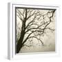 Tree Study VI-Michael Kahn-Framed Giclee Print