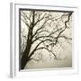Tree Study VI-Michael Kahn-Framed Giclee Print