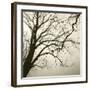 Tree Study VI-Michael Kahn-Framed Giclee Print