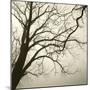 Tree Study VI-Michael Kahn-Mounted Giclee Print