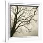 Tree Study VI-Michael Kahn-Framed Giclee Print