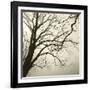 Tree Study VI-Michael Kahn-Framed Giclee Print