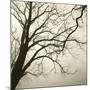 Tree Study VI-Michael Kahn-Mounted Giclee Print