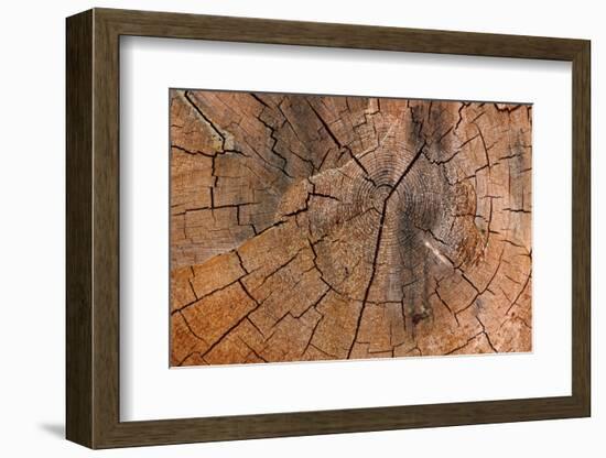 Tree Stump Detail-Panoramic Images-Framed Photographic Print