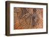 Tree Stump Detail-Panoramic Images-Framed Photographic Print