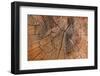 Tree Stump Detail-Panoramic Images-Framed Photographic Print