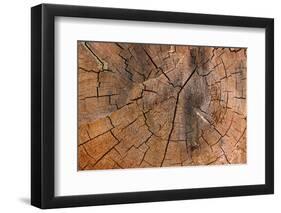 Tree Stump Detail-Panoramic Images-Framed Photographic Print