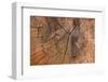 Tree Stump Detail-Panoramic Images-Framed Photographic Print