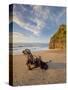 Tree Stump on the Beach, Ship Creek, West Coast, Tasman Sea, South Island, New Zealand-Rainer Mirau-Stretched Canvas