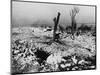 Tree Stump Where the Village of Lidice Once Stood, 1942-null-Mounted Photographic Print