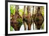 Tree Stumps-Bruce Nawrocke-Framed Art Print