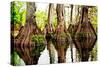 Tree Stumps-Bruce Nawrocke-Stretched Canvas