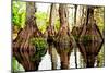 Tree Stumps-Bruce Nawrocke-Mounted Art Print