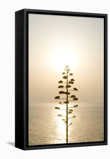 Tree, Sunset (Backlit)-Simon Plant-Framed Stretched Canvas