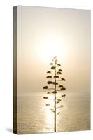 Tree, Sunset (Backlit)-Simon Plant-Stretched Canvas