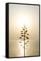 Tree, Sunset (Backlit)-Simon Plant-Framed Stretched Canvas