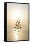 Tree, Sunset (Backlit)-Simon Plant-Framed Stretched Canvas