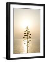 Tree, Sunset (Backlit)-Simon Plant-Framed Photographic Print