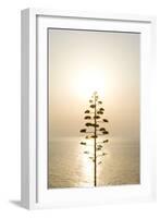 Tree, Sunset (Backlit)-Simon Plant-Framed Photographic Print