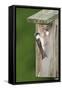 Tree Swallow Adult Feeding Young at Nest Box-null-Framed Stretched Canvas