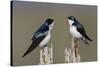 Tree Swallow pair-Ken Archer-Stretched Canvas