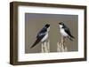 Tree Swallow pair-Ken Archer-Framed Photographic Print