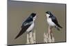 Tree Swallow pair-Ken Archer-Mounted Photographic Print