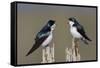 Tree Swallow pair-Ken Archer-Framed Stretched Canvas