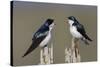 Tree Swallow pair-Ken Archer-Stretched Canvas