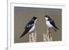 Tree Swallow pair-Ken Archer-Framed Photographic Print