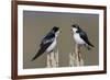 Tree Swallow pair-Ken Archer-Framed Photographic Print