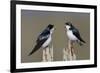 Tree Swallow pair-Ken Archer-Framed Photographic Print