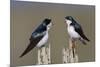 Tree Swallow pair-Ken Archer-Mounted Photographic Print