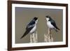 Tree Swallow pair-Ken Archer-Framed Photographic Print