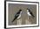 Tree Swallow pair-Ken Archer-Framed Photographic Print