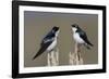 Tree Swallow pair-Ken Archer-Framed Photographic Print