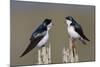 Tree Swallow pair-Ken Archer-Mounted Photographic Print