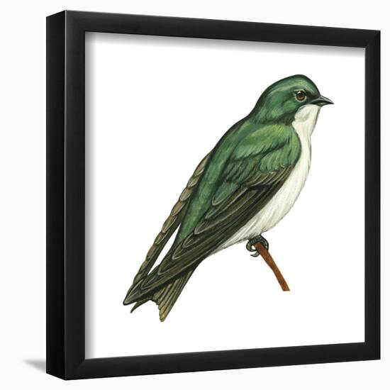 Tree Swallow (Tachycineta Bicolor), Birds-Encyclopaedia Britannica-Framed Poster