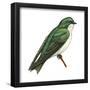 Tree Swallow (Tachycineta Bicolor), Birds-Encyclopaedia Britannica-Framed Poster