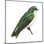 Tree Swallow (Tachycineta Bicolor), Birds-Encyclopaedia Britannica-Mounted Poster