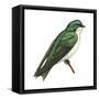 Tree Swallow (Tachycineta Bicolor), Birds-Encyclopaedia Britannica-Framed Stretched Canvas