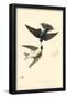 Tree Swallow-null-Framed Poster