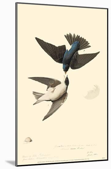 Tree Swallow-null-Mounted Poster