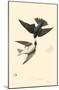 Tree Swallow-null-Mounted Poster