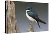 Tree Swallow-Ken Archer-Stretched Canvas