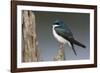 Tree Swallow-Ken Archer-Framed Photographic Print